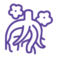 Valerian Root